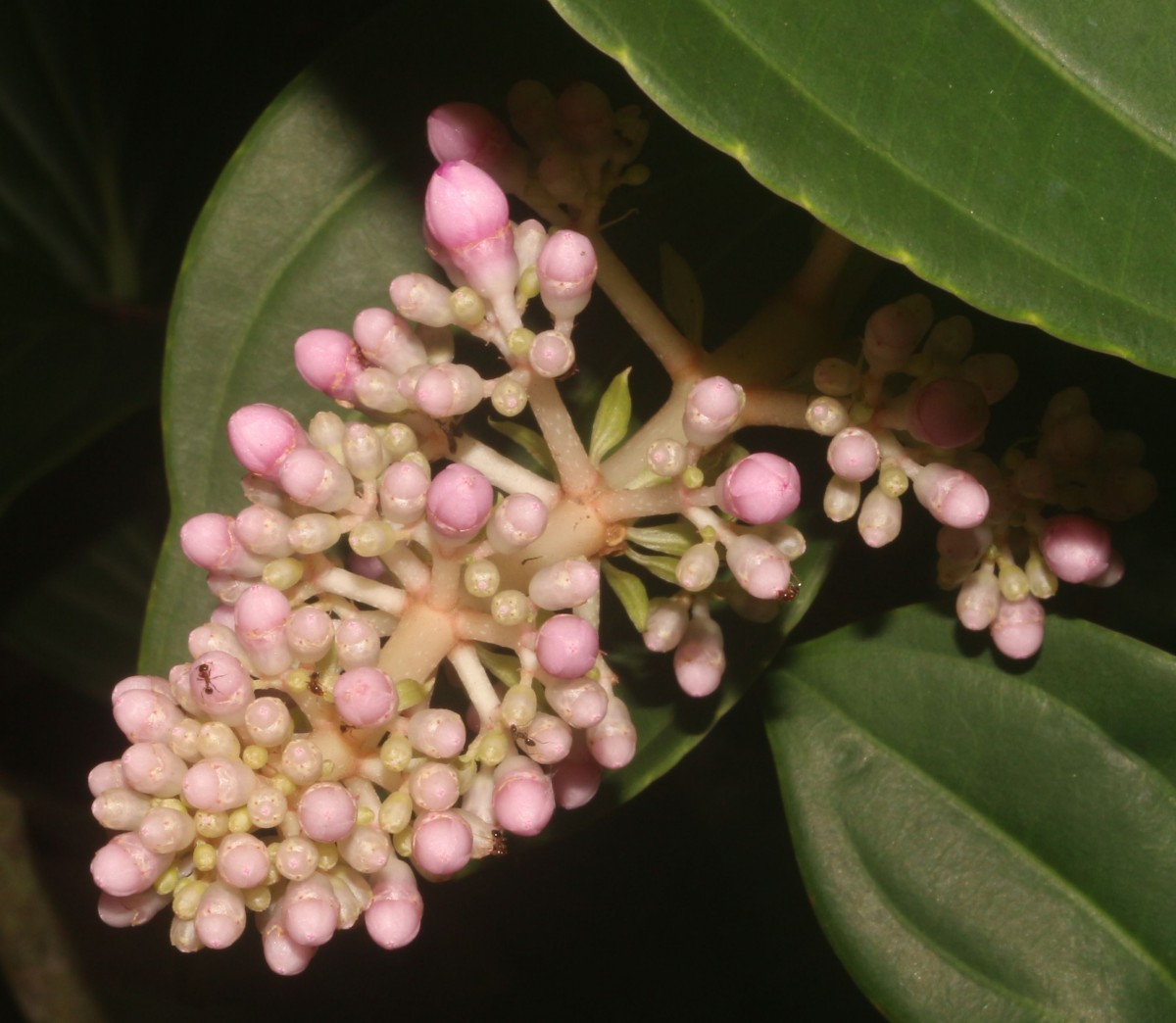 Medinilla multiflora Merr.